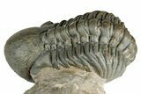 Flying Crotalocephalina Trilobite with Reedops #339524-8